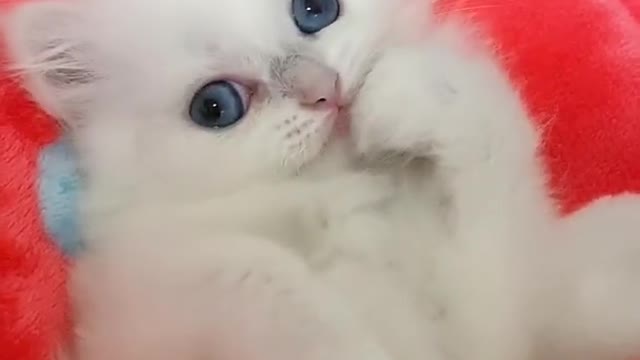 OMG So Cute Cats ♥ Best Funny Cat ❤️🐈Videos 2021 #shorts