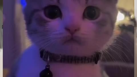 Cute and funny cat video.