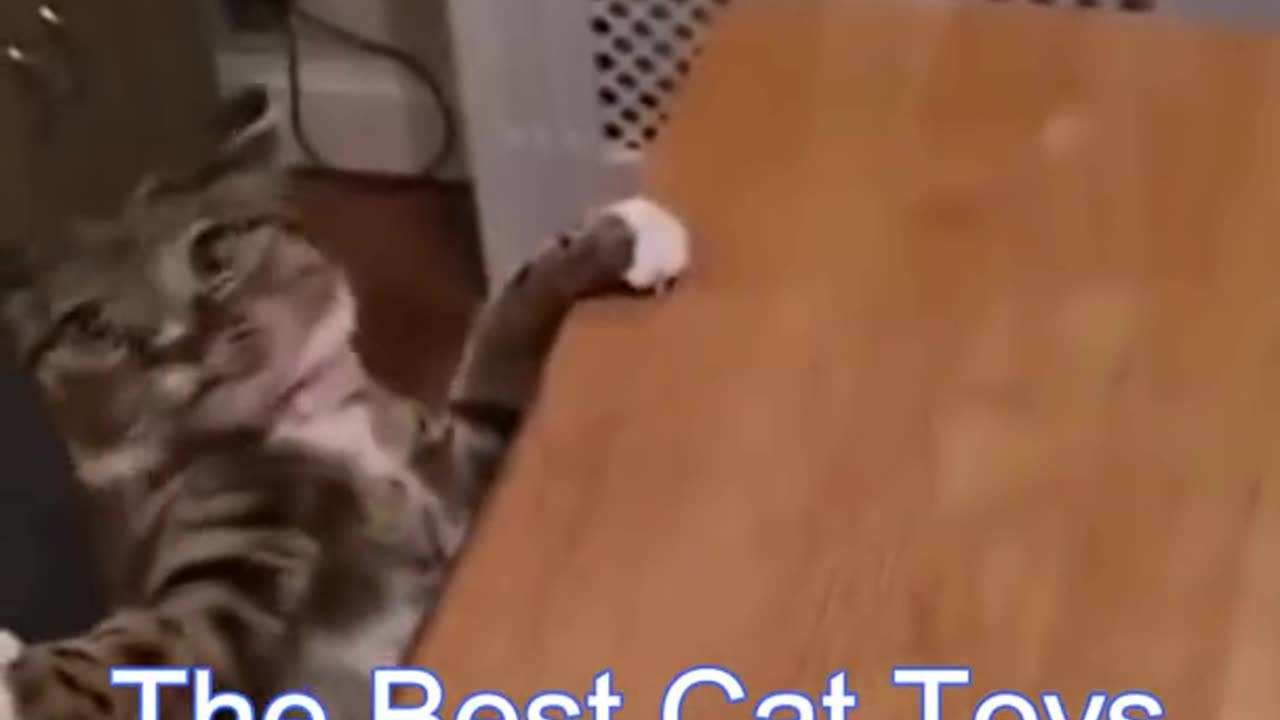 A cat slaps its owner