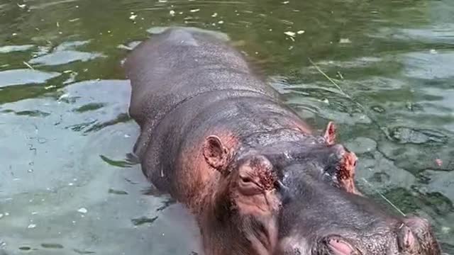 hippo