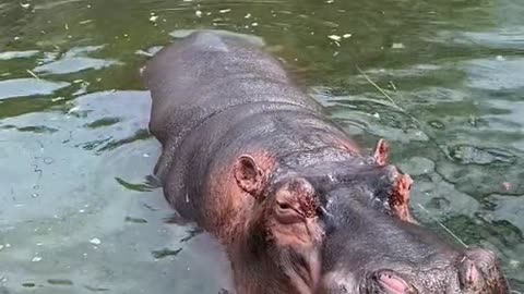 hippo