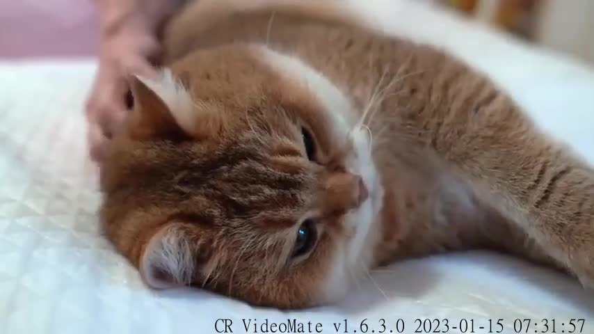 Purring cat Hosiсo