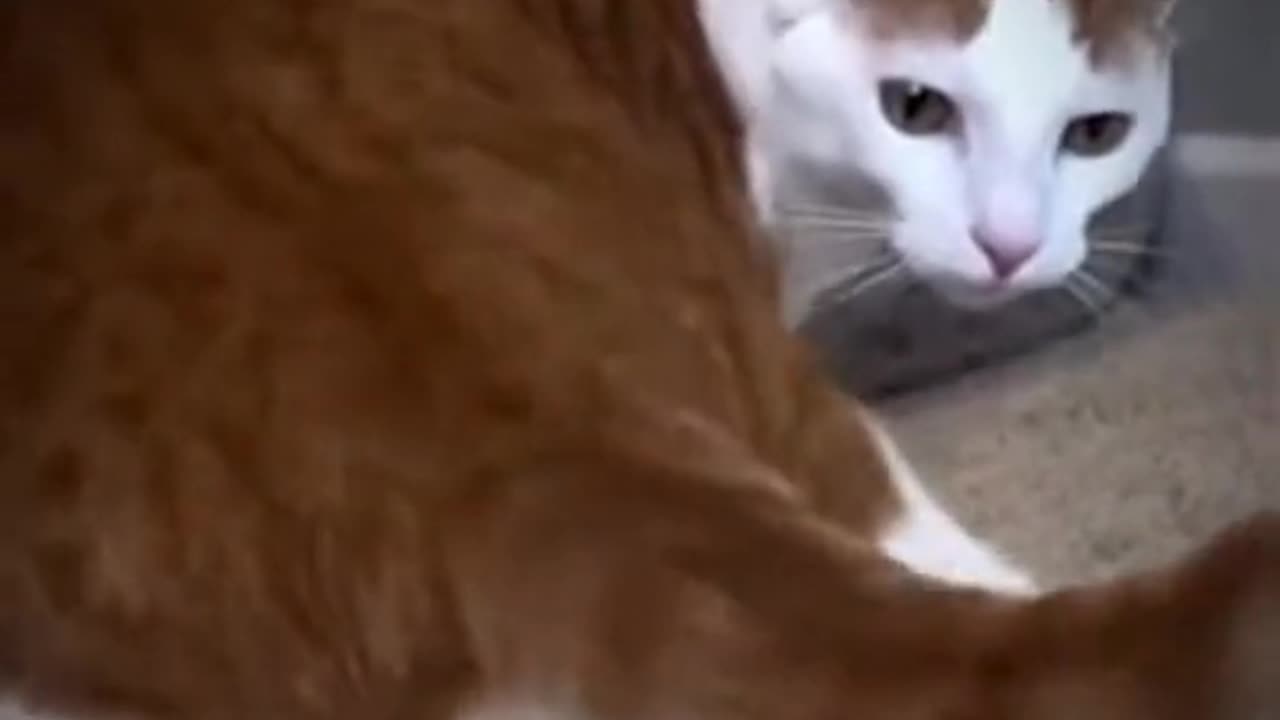 The most beautiful clips of funny cats