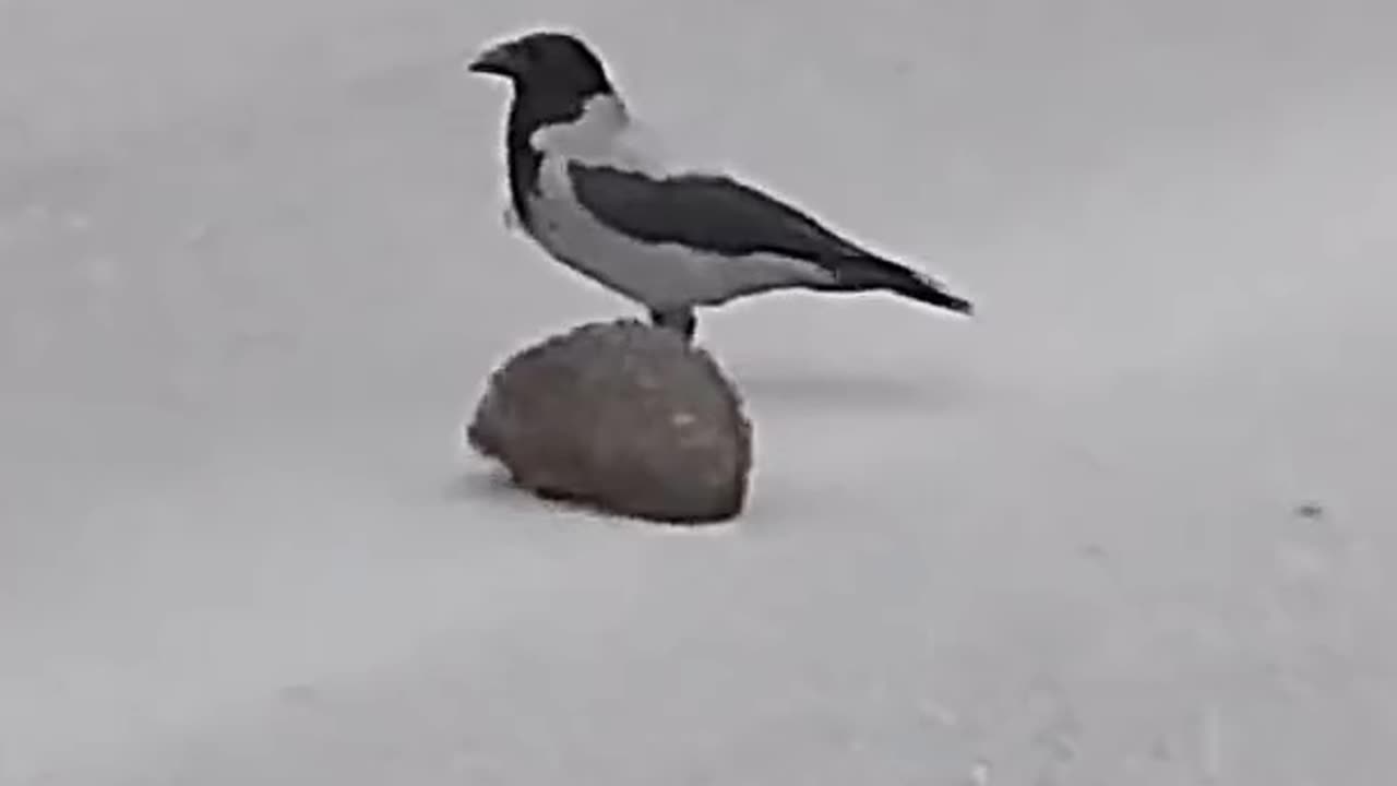 Driver slows down to watch as magpie helps scared hedgehog cross the road