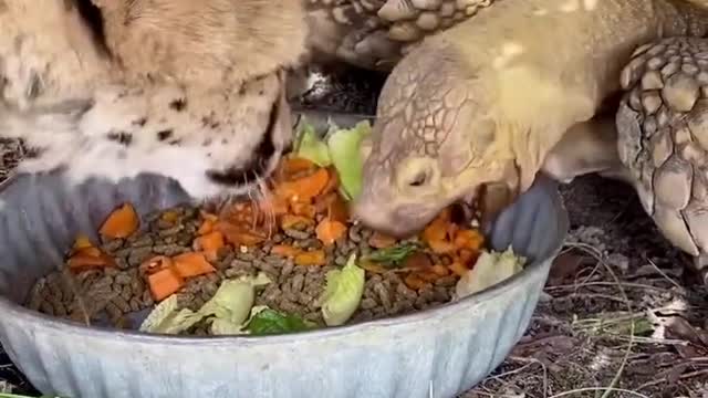 turtle & tiger share lunch together