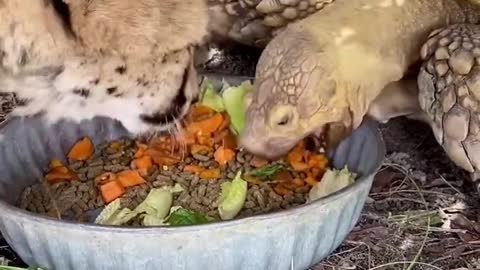 turtle & tiger share lunch together