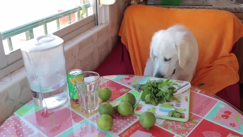 Funny Dog Makes Mojito! Cute Golden Retriever Puppy Bailey