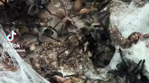 Tarantulas