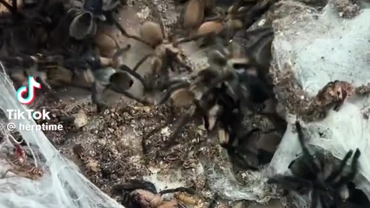 Tarantulas