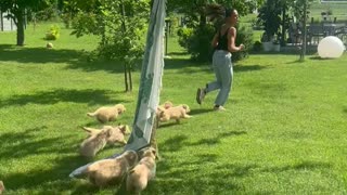 Pack of Puppies Follows Woman Around