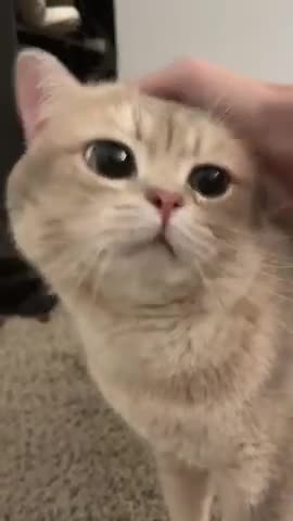 CUTE😍 AND FUNNY😍 CAT🥺💘 #Shorts #Cat #Viral #Cute #Tiktok