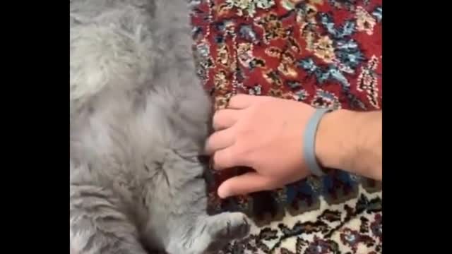 Best Of The 2022 Funny Animal Videos: Funniest Animals