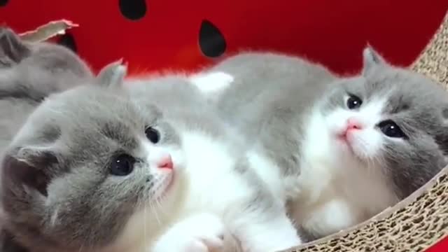 OMG So Cute Cats ♥ Best Funny Cat ❤️🐈Videos 2021 #shorts