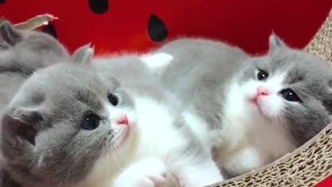 OMG So Cute Cats ♥ Best Funny Cat ❤️🐈Videos 2021 #shorts