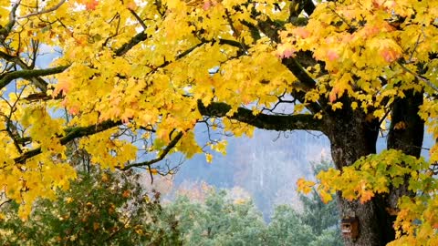 Golden yellow leaves