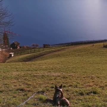 Dog goes to the Mexico