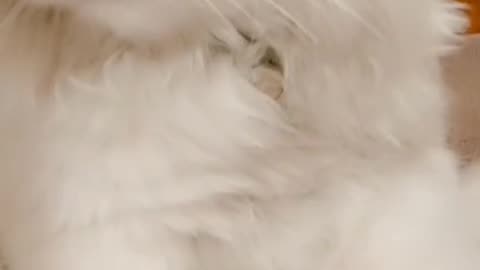 Cute and funny cat video.