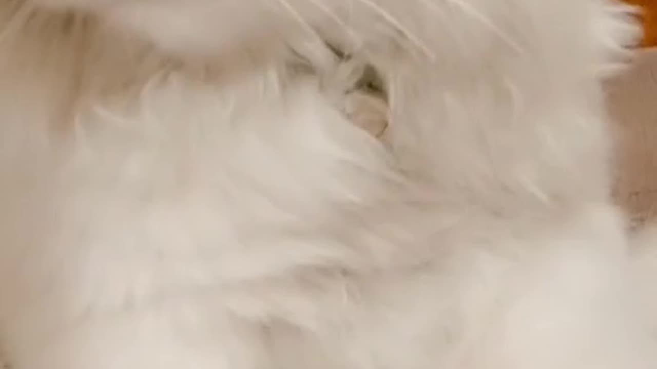 Cute and funny cat video.
