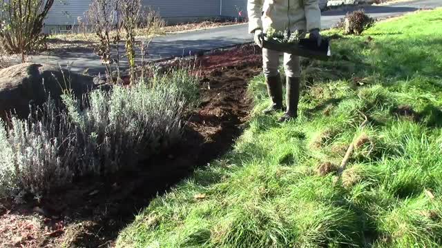 Fall Garden Chores | Transplanting | Planting Bulbs | Edging a Flower Bed