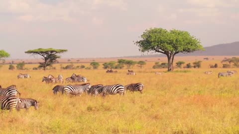 Zebraa...