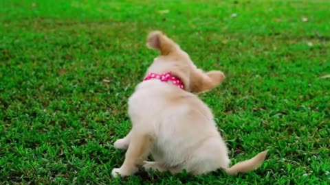 Cute Puppies 💕🐶 and funny Dogs 🐶 Video Compilation 2021