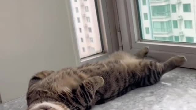 Voice-activated cat 😂😂 #pet #catlover #fyp #fypyou #funnycat #funnyvideos #mycats