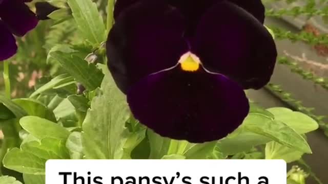 igrewthisfromaseed