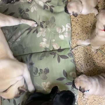 OLIVE'S PUPS, 5 WEEKS
