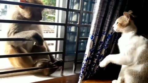 Monkey funny videos