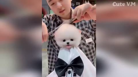 Cute Puppies Videos😍