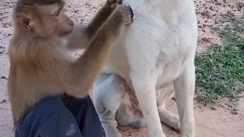 Dog and monkey funny video 2023