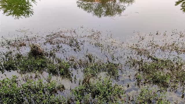 Alligator in our Backyard