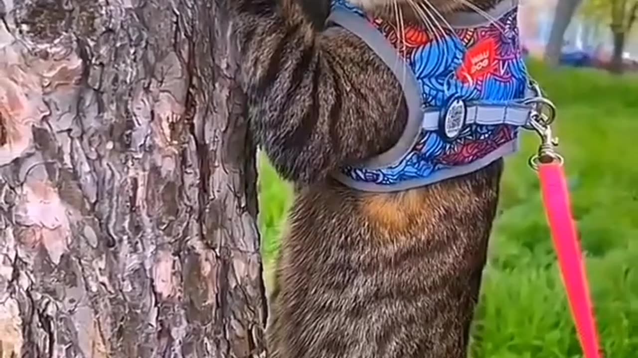 Funny animals funny video memes