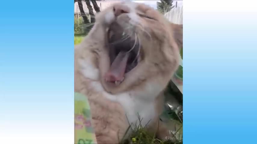 funny pets cute dogs cats pets