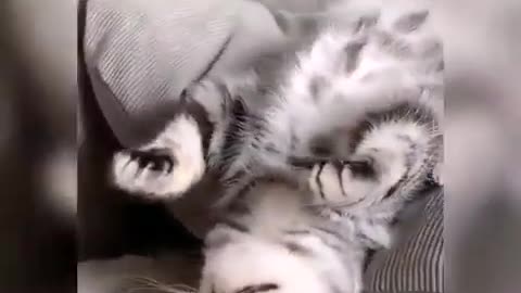 Funny cats