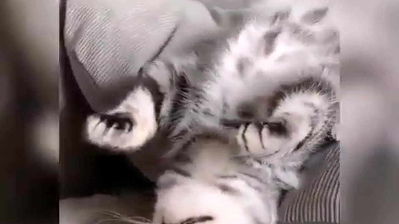 Funny cats