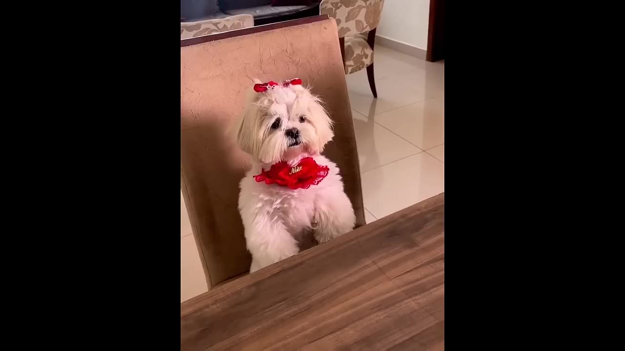 funny animals video