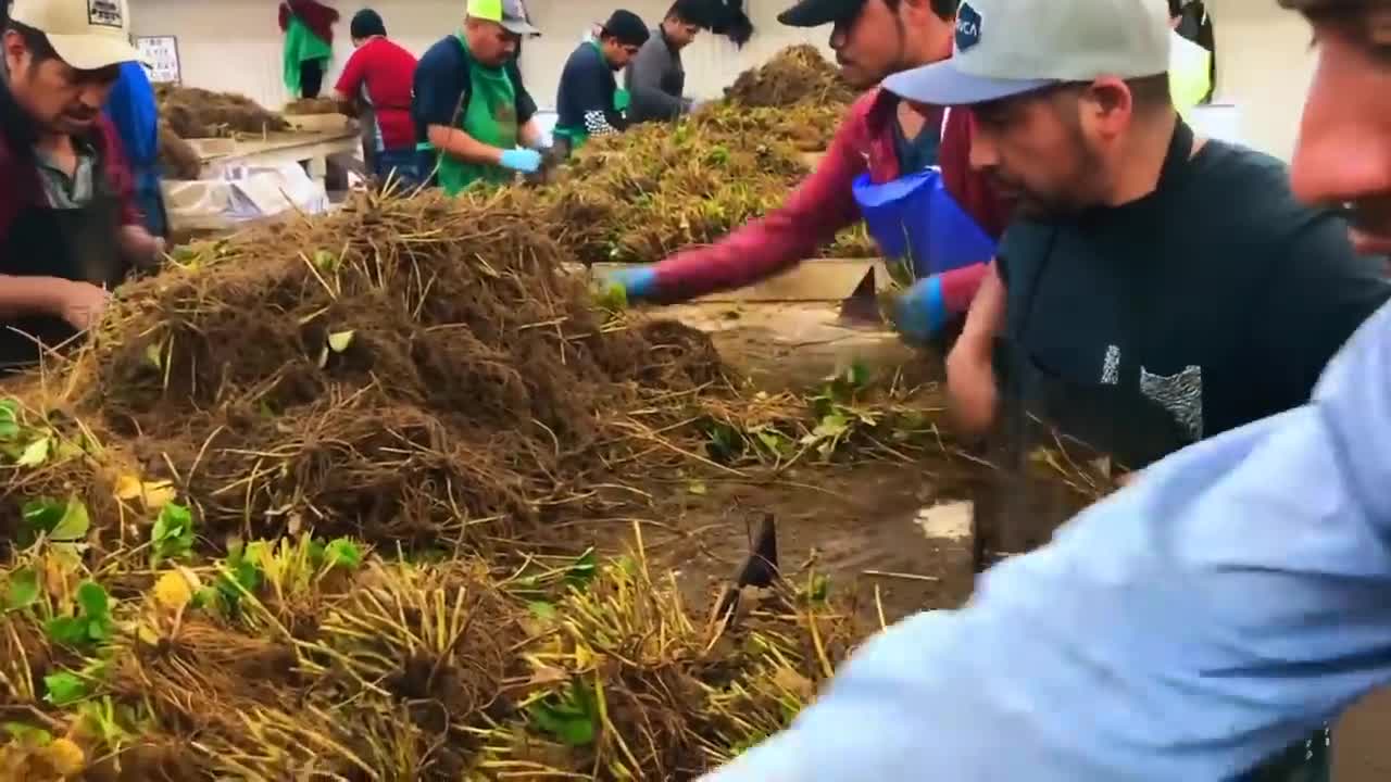 How To Produce Billions Of Strawberries In California - Strawberry Harvesting-10