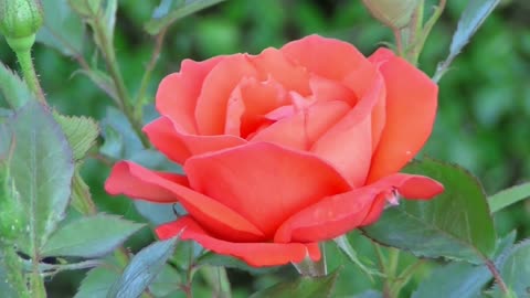 BEAUTIFUL Red rose..&