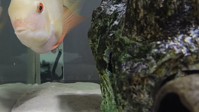 Brazil Gold Severum vs Rainbow shark.