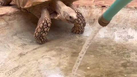 Nothing like a hump day scrub down 🐢✨