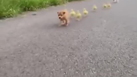 Cute puppy and babies of duck 🦆