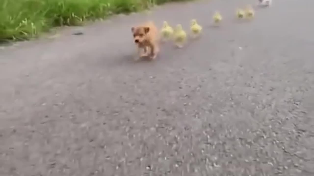 Cute puppy and babies of duck 🦆