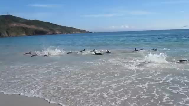 lphins stranding and incredibly saved! Extremely rare event!_Cut