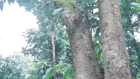 Wildlife in closer view with a natural perspective.