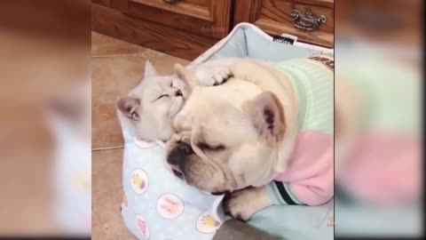 Baby Dogs: 28 Funniest and Cutest Dog Videos | Aww Animals