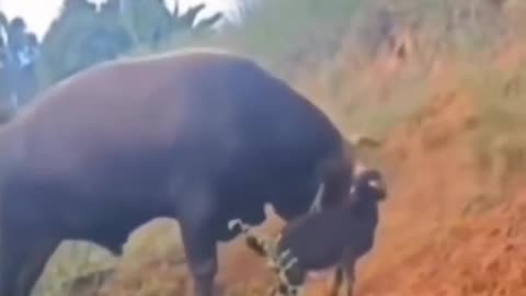🤣🤣🤣