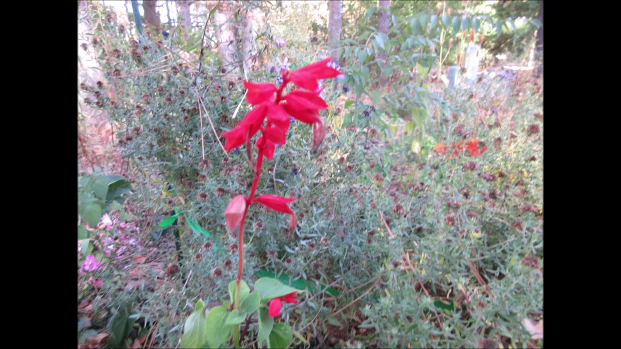 Scarlet Sage Salvia Red Oct 2021