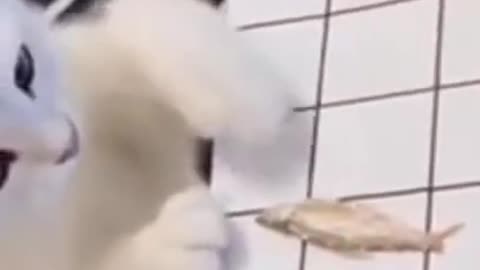 funny cats and dogs