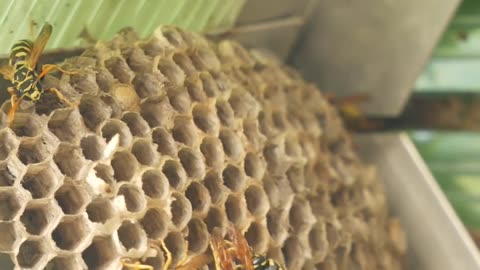Killer bees